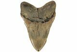 Robust, 5.58" Fossil Megalodon Tooth - North Carolina - #199701-2